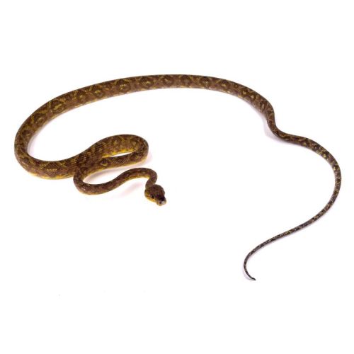 Corallus ruschenbergerii mâle #0