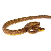 Corallus ruschenbergerii mâle #3