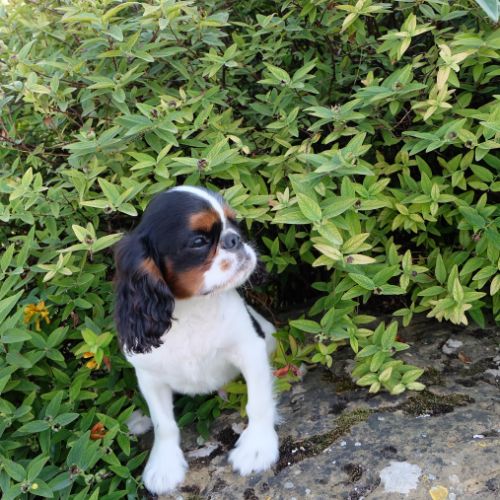 A vendre chiot epagneul king charles tricolore lof