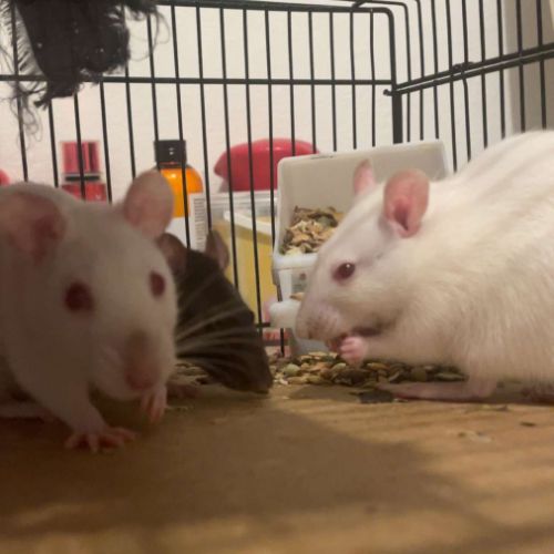 Rats albinos et autres #3