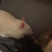 Rats albinos et autres #2