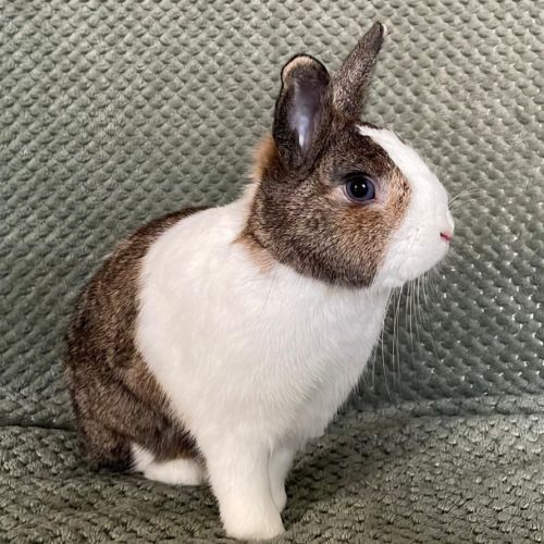 Duo lapins nain, âgés de 1.5 ans et 1 an #1