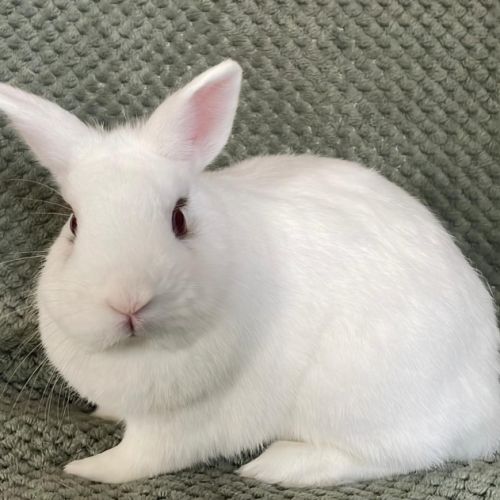 Duo lapins nain, âgés de 1.5 ans et 1 an #2