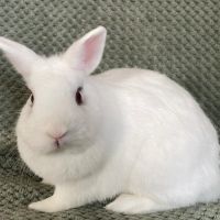 Duo lapins nain, âgés de 1.5 ans et 1 an #2