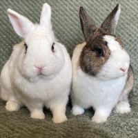 Duo lapins nain, âgés de 1.5 ans et 1 an