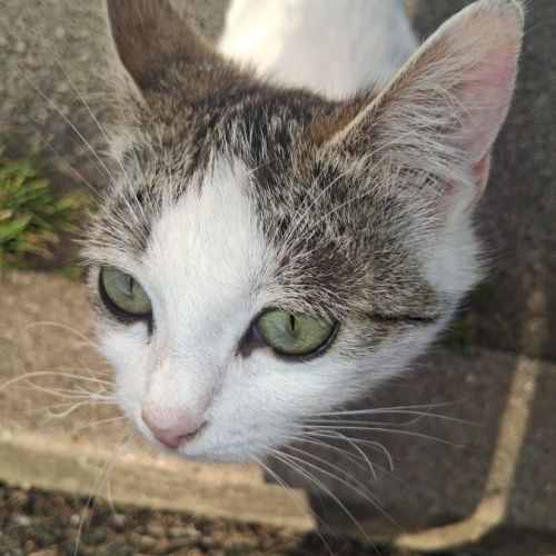 Bella une belle minette d'un 1 an est à l'adopter #0