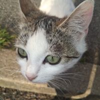 Bella une belle minette d'un 1 an est à l'adopter