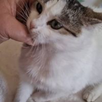 Bella une belle minette d'un 1 an est à l'adopter #2