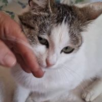 Bella une belle minette d'un 1 an est à l'adopter #3