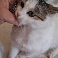 Bella une belle minette d'un 1 an est à l'adopter #4