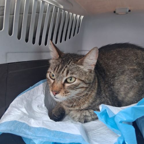 Wagner un beau chat de un an est à l'adoption #1