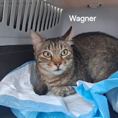 Wagner un beau chat de un an est à l'adoption #0