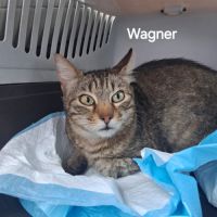 Wagner un beau chat de un an est à l'adoption