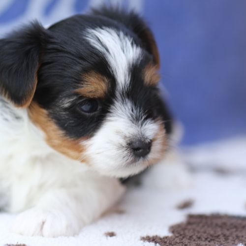 Chiot mâle biewer terrier lof #0