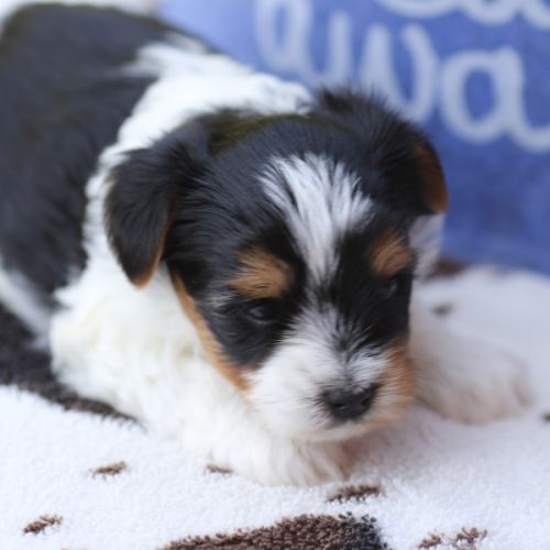 Chiot mâle biewer terrier lof #3