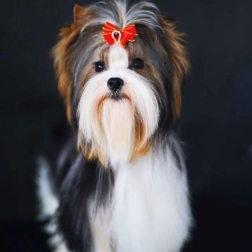 Chiot mâle biewer terrier lof #5