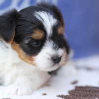 Chiot mâle biewer terrier lof
