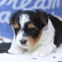 Chiot mâle biewer terrier lof #2