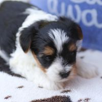 Chiot mâle biewer terrier lof #3