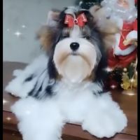 Chiot mâle biewer terrier lof #4