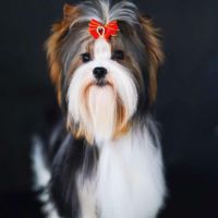 Chiot mâle biewer terrier lof #5