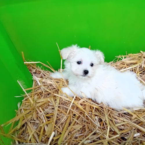 Magnifique chiot bichon havanais bicolore #1