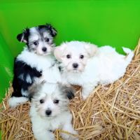 Magnifique chiot bichon havanais bicolore