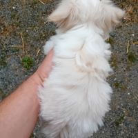 Magnifique chiot bichon havanais bicolore #3