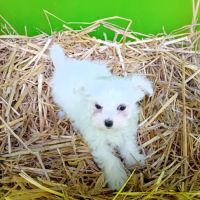 Magnifique chiot femelle bichon maltais