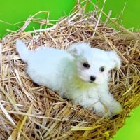 Magnifique chiot femelle bichon maltais #2