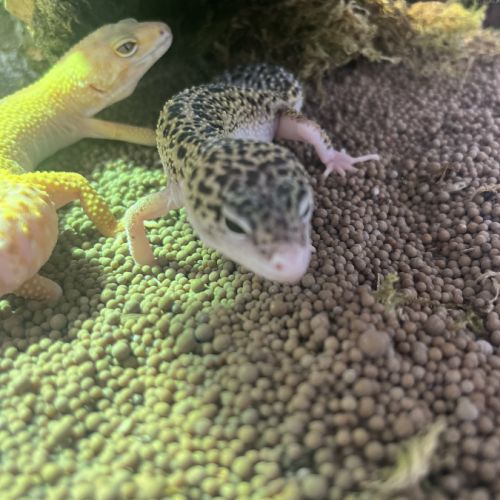 2 gecko léopard #0