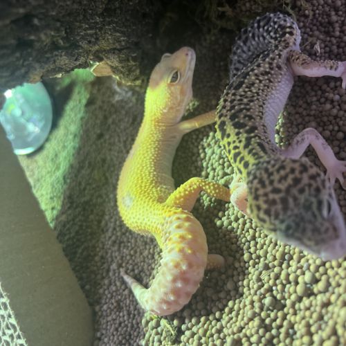 2 gecko léopard #3