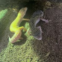 2 gecko léopard #1
