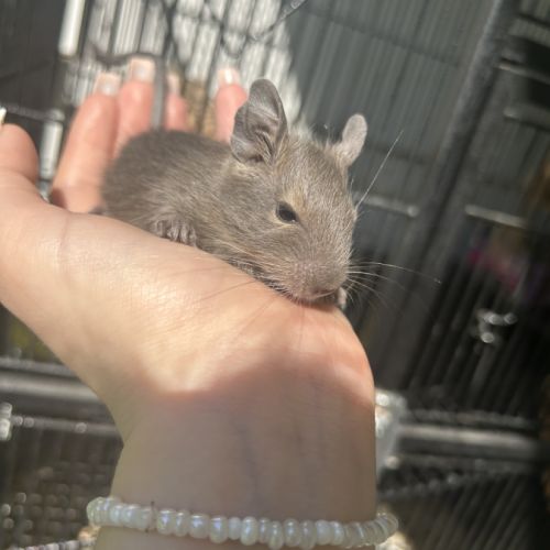 Bébé octodon née le 24 juillet #1