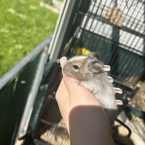 Bébé octodon née le 24 juillet #2