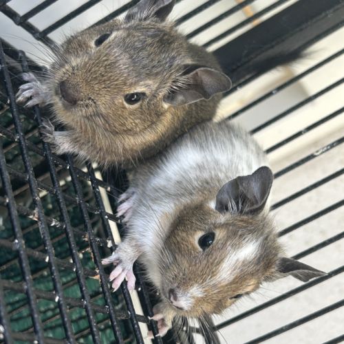 Bébé octodon née le 24 juillet #6