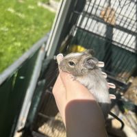 Bébé octodon née le 24 juillet #2