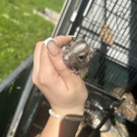 Bébé octodon née le 24 juillet #3