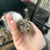 Bébé octodon née le 24 juillet