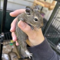 Bébé octodon née le 24 juillet #5