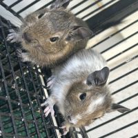 Bébé octodon née le 24 juillet #6