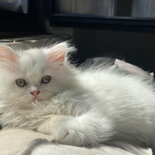 Chatons persans hyper câlins disponibles #5