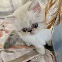 Chatons persans hyper câlins disponibles #2