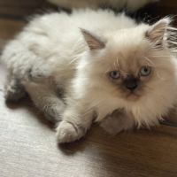Chatons persans hyper câlins disponibles #4