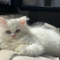 Chatons persans hyper câlins disponibles #5