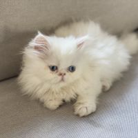 Chatons persans hyper câlins disponibles #6