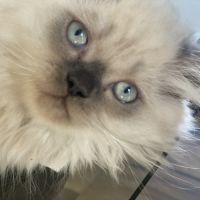 Chatons persans hyper câlins disponibles #9