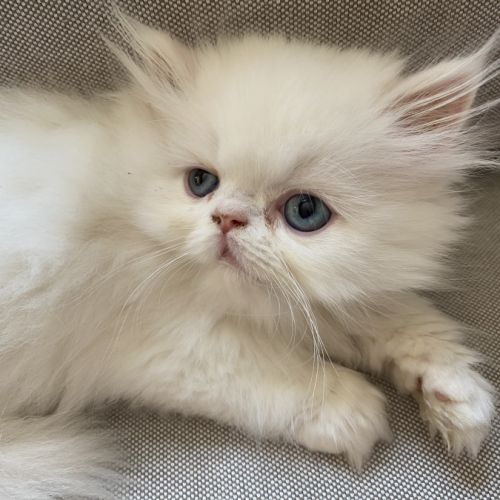 Chatons persans disponibles #3