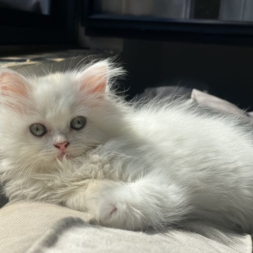Chatons persans disponibles #6