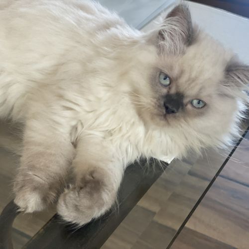 Chatons persans disponibles #8